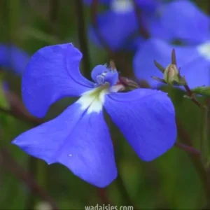Slender Lobelia