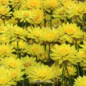 Yellow Everlasting