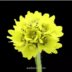 Short Yellow Pom Pom