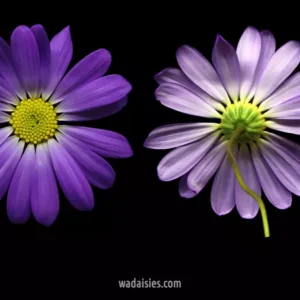 Swan River Daisy - Jarrah Forest