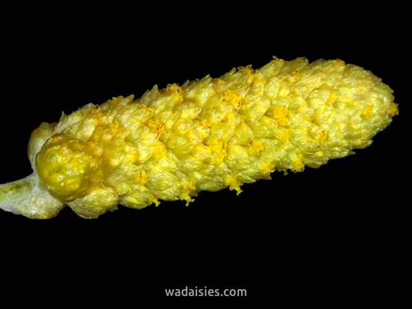 Angianthus tomentosus