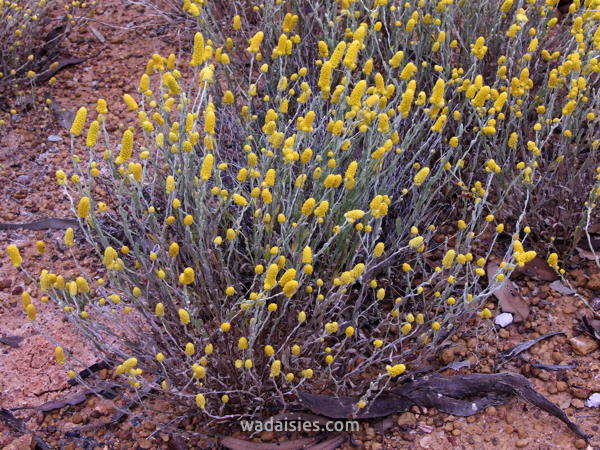 Angianthus tomentosus