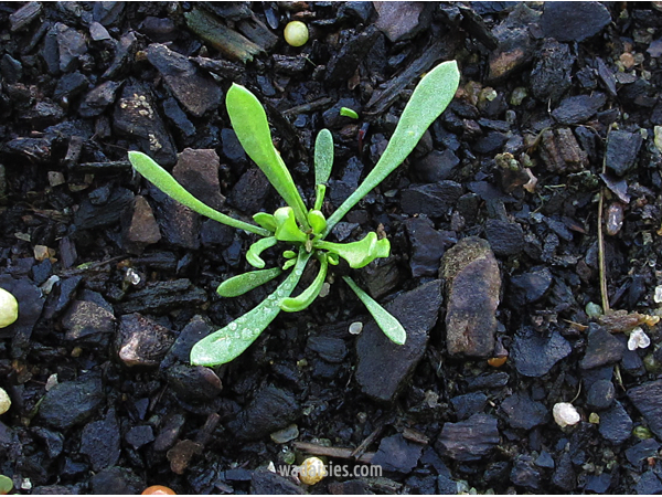 Angianthus tomentosus