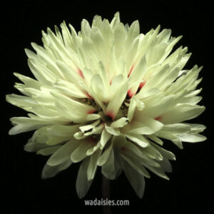 Cephalipterum drummondii LWB