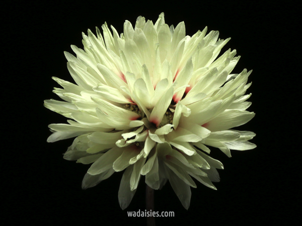 Cephalipterum drummondii LWB