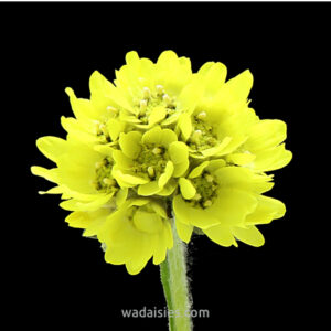 Cephalipterum drummondii SYB
