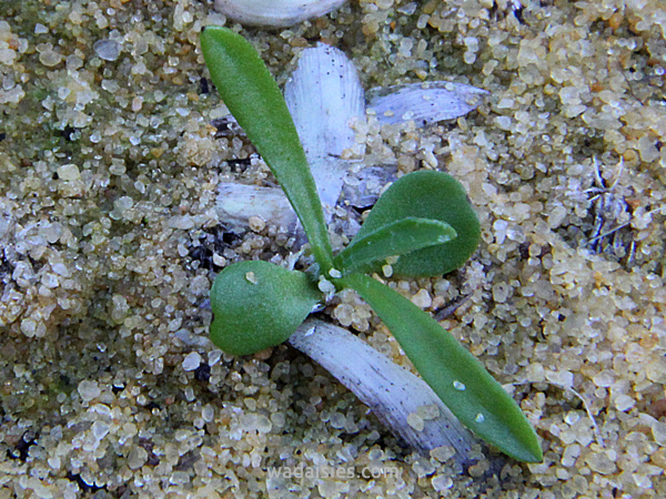 Cephalipterum drummondii LYB