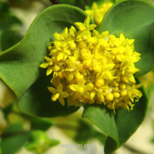 Dithyrostegia amplexicaulis