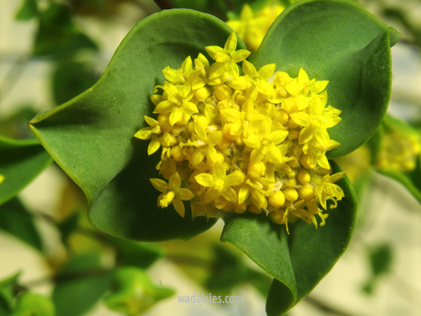 Dithyrostegia amplexicaulis