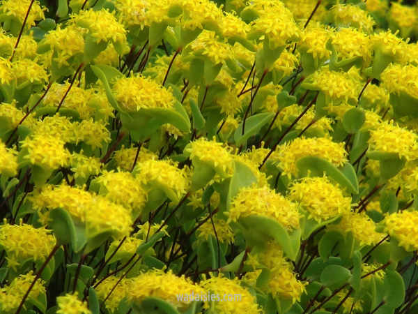 Dithyrostegia amplexicaulis