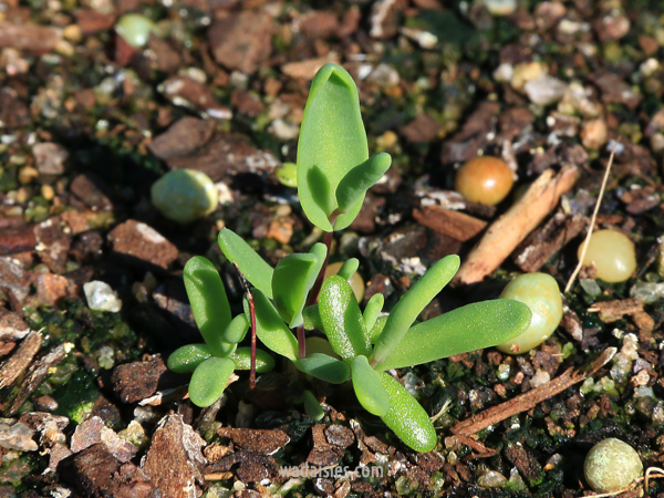 Dithyrostegia amplexicaulis