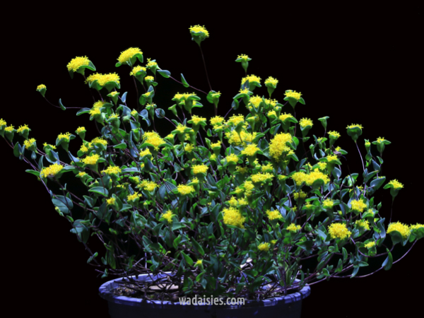 Dithyrostegia amplexicaulis