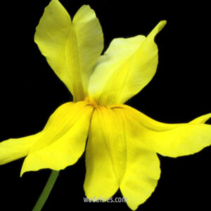 Goodenia mimuloides