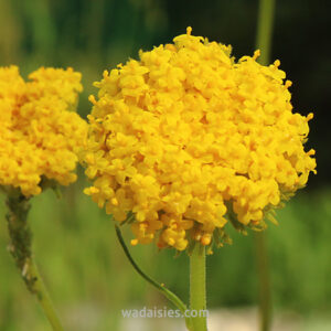 Helipterum craspedioides