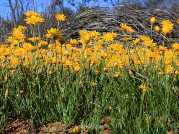 Hyalosperma glutinosum venustum
