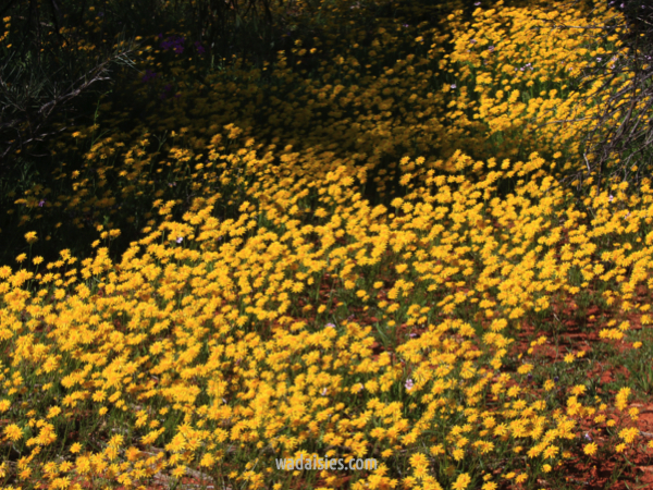 Hyalosperma glutinosum venustum
