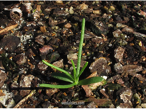 Hyalosperma glutinosum venustum