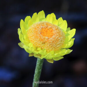 Hyalosperma simples