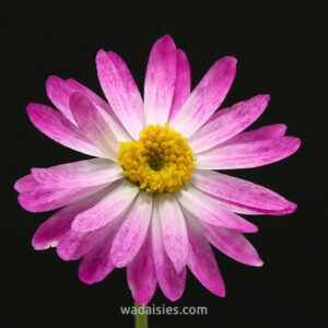 Lawrencella rosea