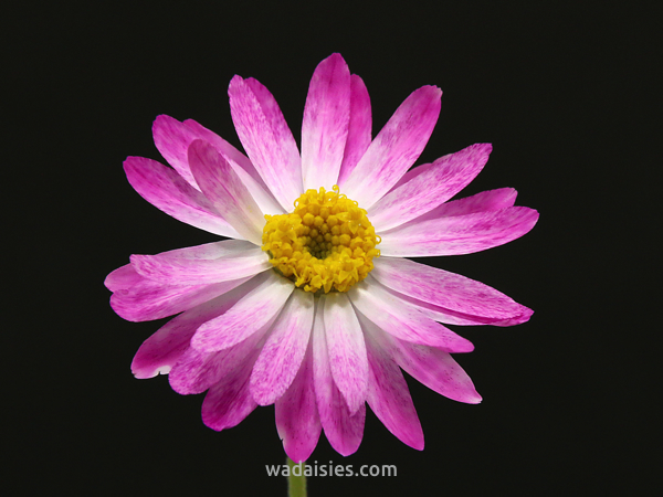 Lawrencella rosea