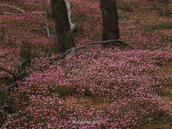 Lawrencella rosea