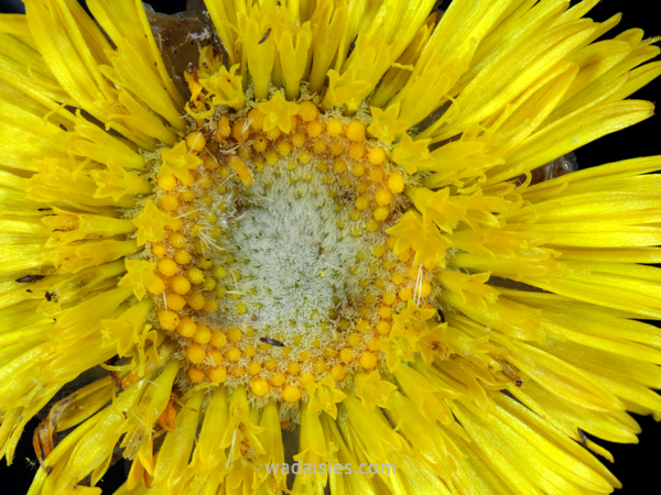 Podolepis rugata