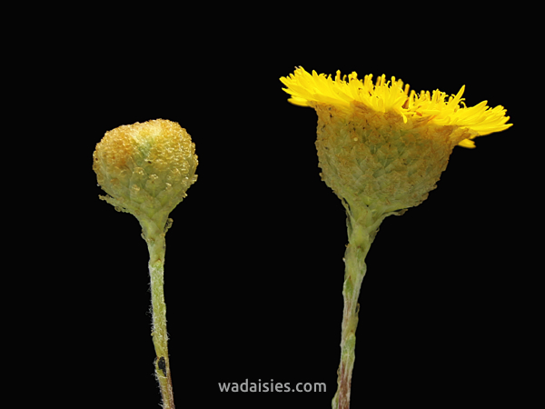 Podolepis rugata