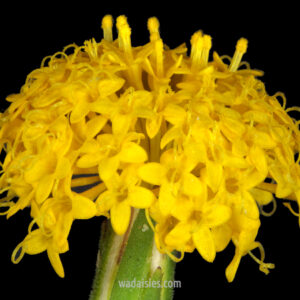 Podotheca gnaphaloides