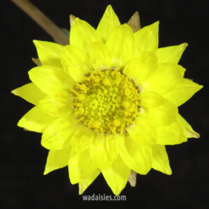 Rhodanthe chlorocephala chlorocephala