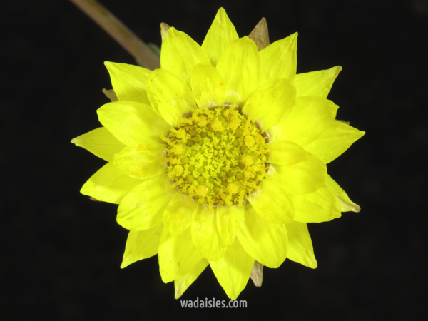 Rhodanthe chlorocephala chlorocephala