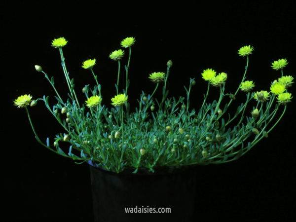Rhodanthe chlorocephala chlorocephala