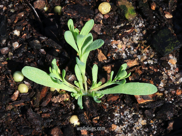 Rhodanthe chlorocephala chlorocephala