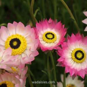 Rhodanthe chlorocephala rosea