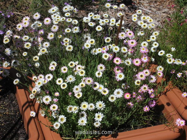 Rhodanthe chlorocephala rosea