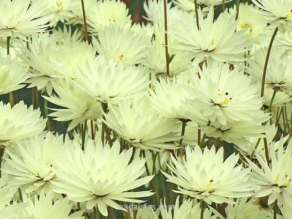 Rhodanthe chlorocephala splendida