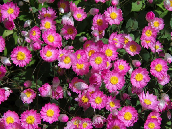 Rhodanthe manglesii