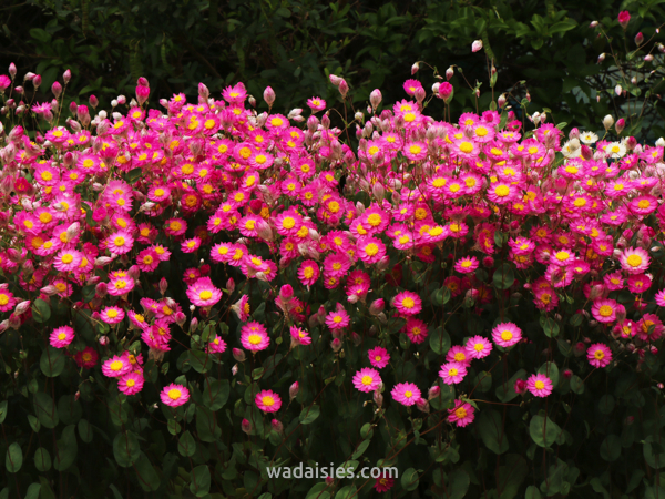 Rhodanthe manglesii
