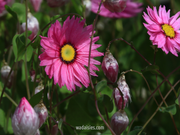 Rhodanthe manglesii