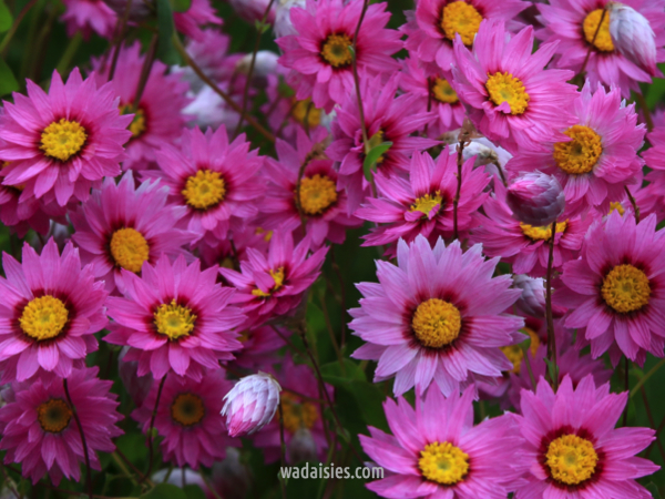 Rhodanthe manglesii
