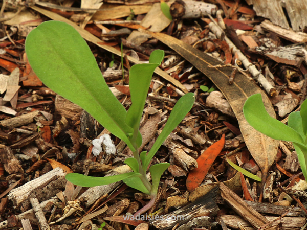 Rhodanthe manglesii