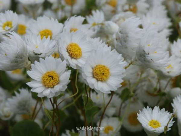 Rhodanthe manglesii White