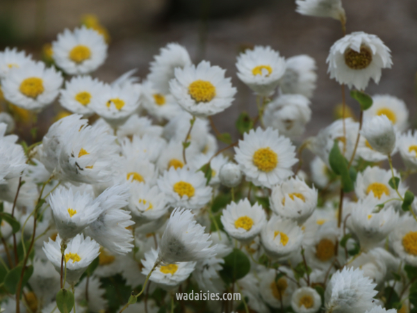 Rhodanthe manglesii White