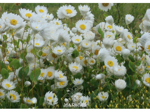 Rhodanthe manglesii White