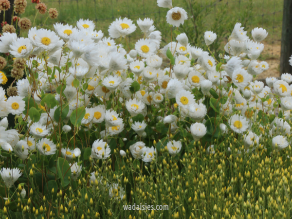 Rhodanthe manglesii White