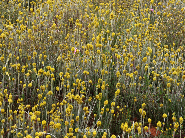 Rhodanthe spicata