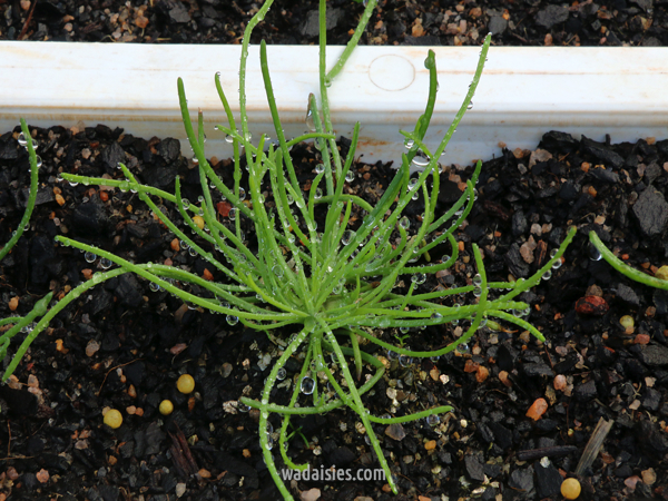 Rhodanthe spicata