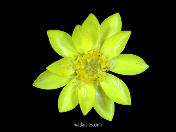 Schoenia Mollerin Magic