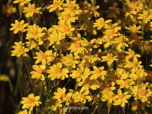 Schoenia Mollerin Magic
