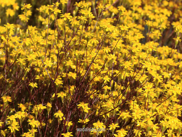 Schoenia Mollerin Magic