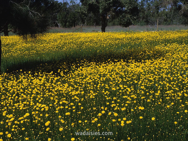 Schoenia filifolia subulifolia